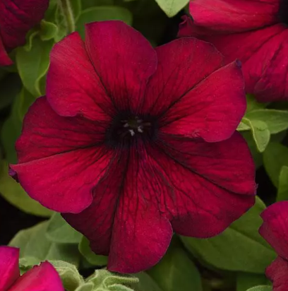 Petunia Burgundy