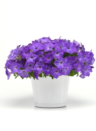 Petunia Crazy Sky Blue