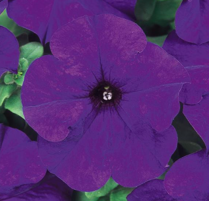 Petunia Midnight Blue