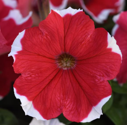 Petunia Picotee Red