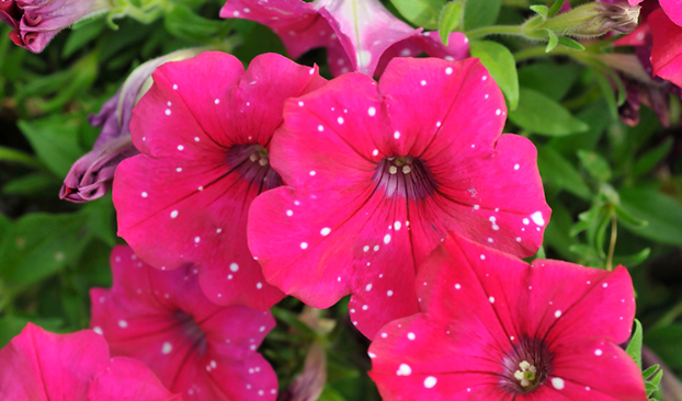 Petunia Surprise Sparkle Magenta