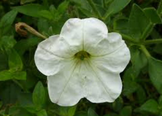 Petunia White