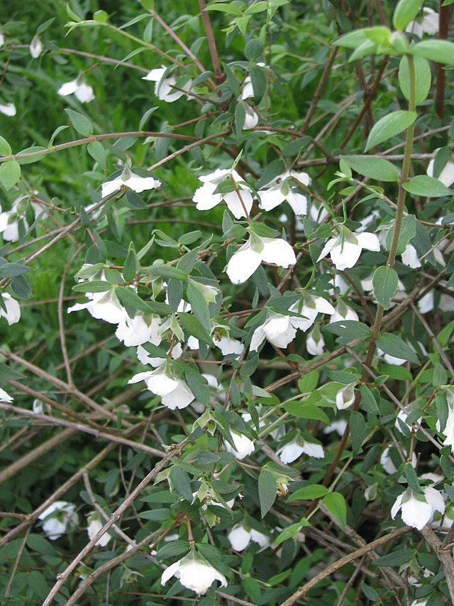 Philadelphus Mexicanus – The Plant Broker