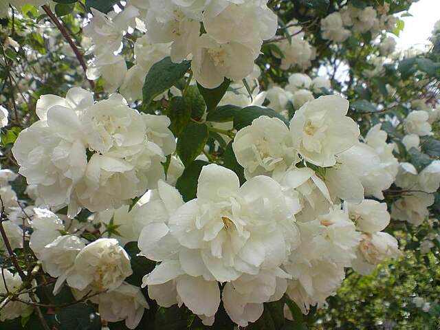 Philadelphus Virginalis