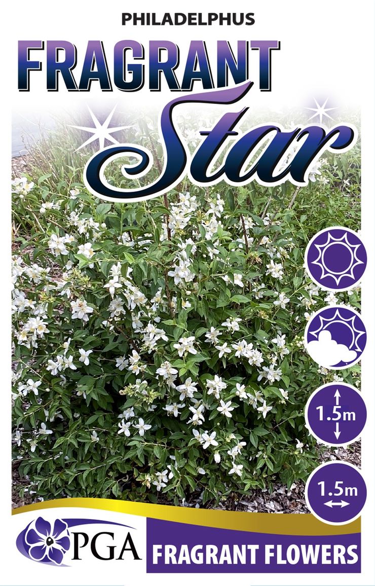 Philadelphus ‘Fragrant Star’