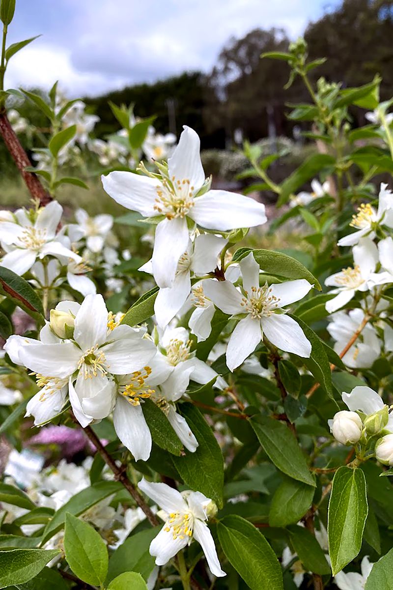 Philadelphus ‘Fragrant Star’