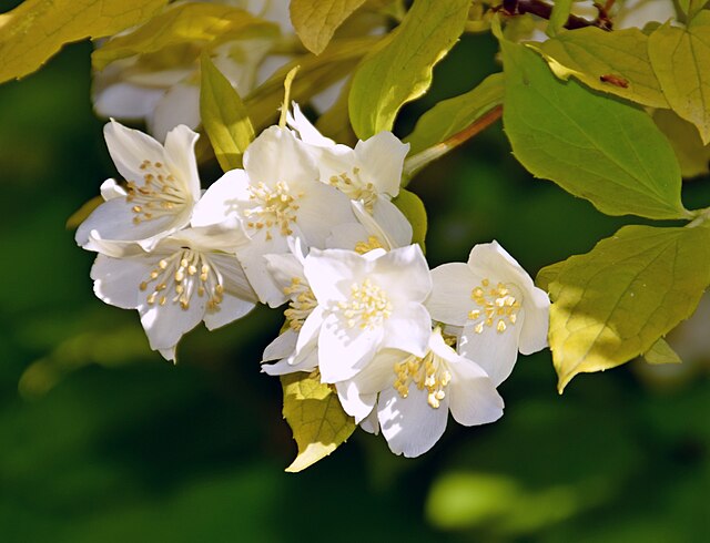 Philadelphus coronarius Aureus
