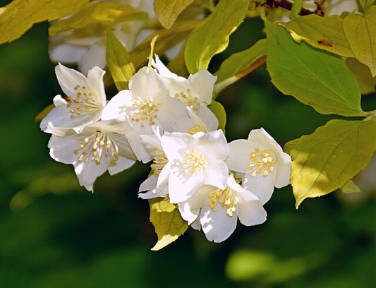 Philadelphus coronarius Aureus