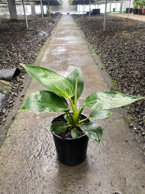Philodendron Birkin