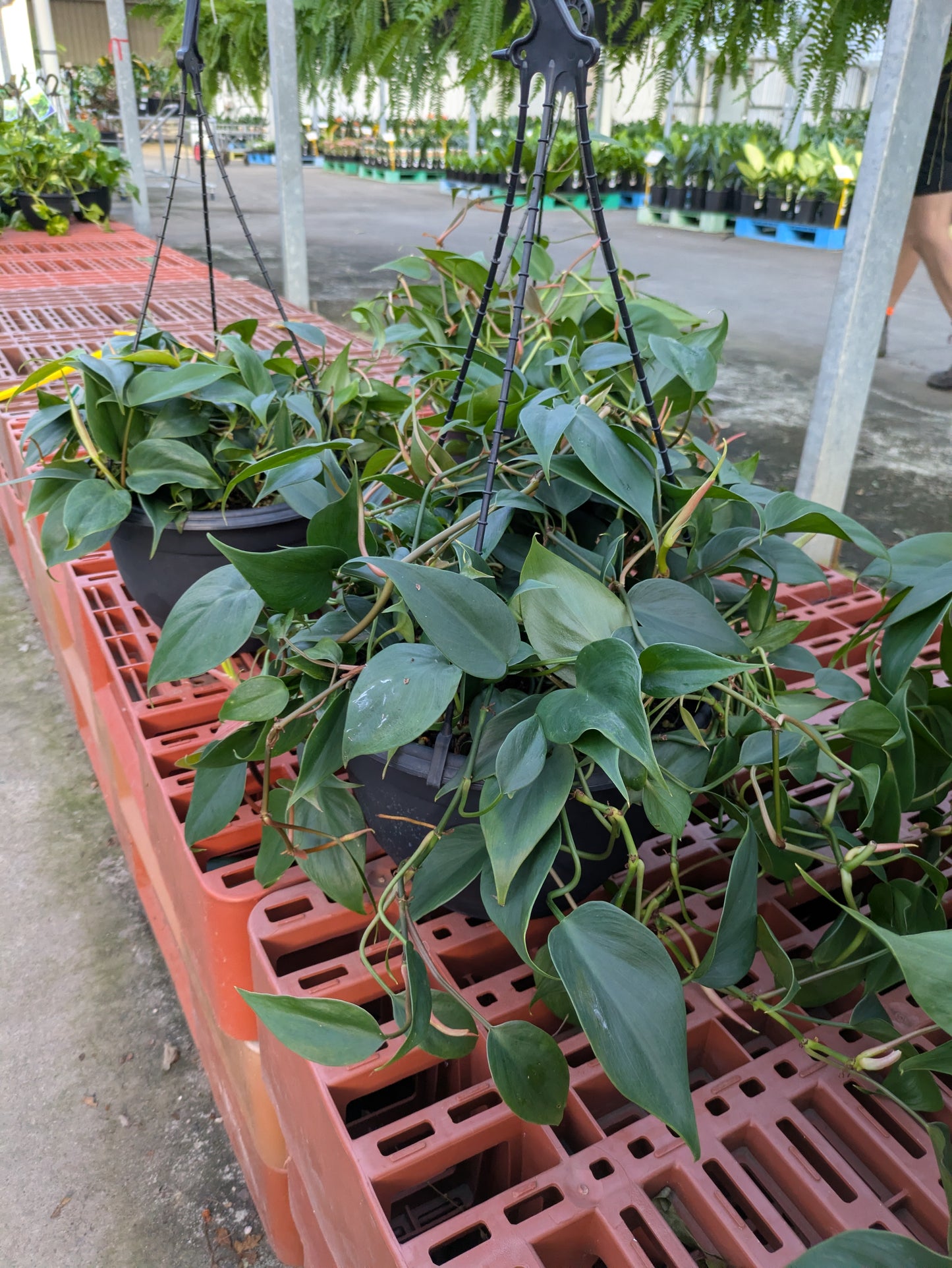 Philodendron Cordatum