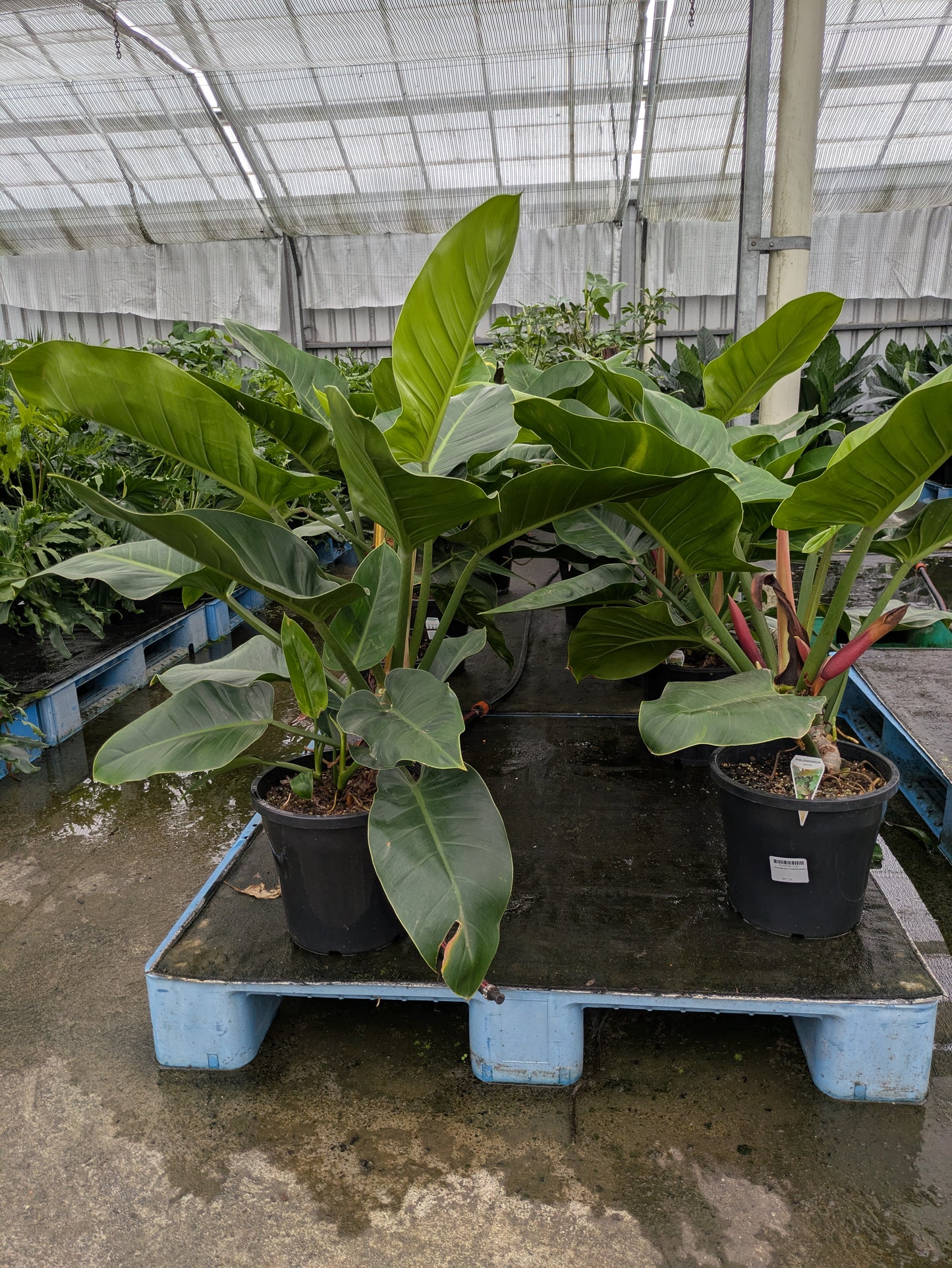 Philodendron Imperial Green