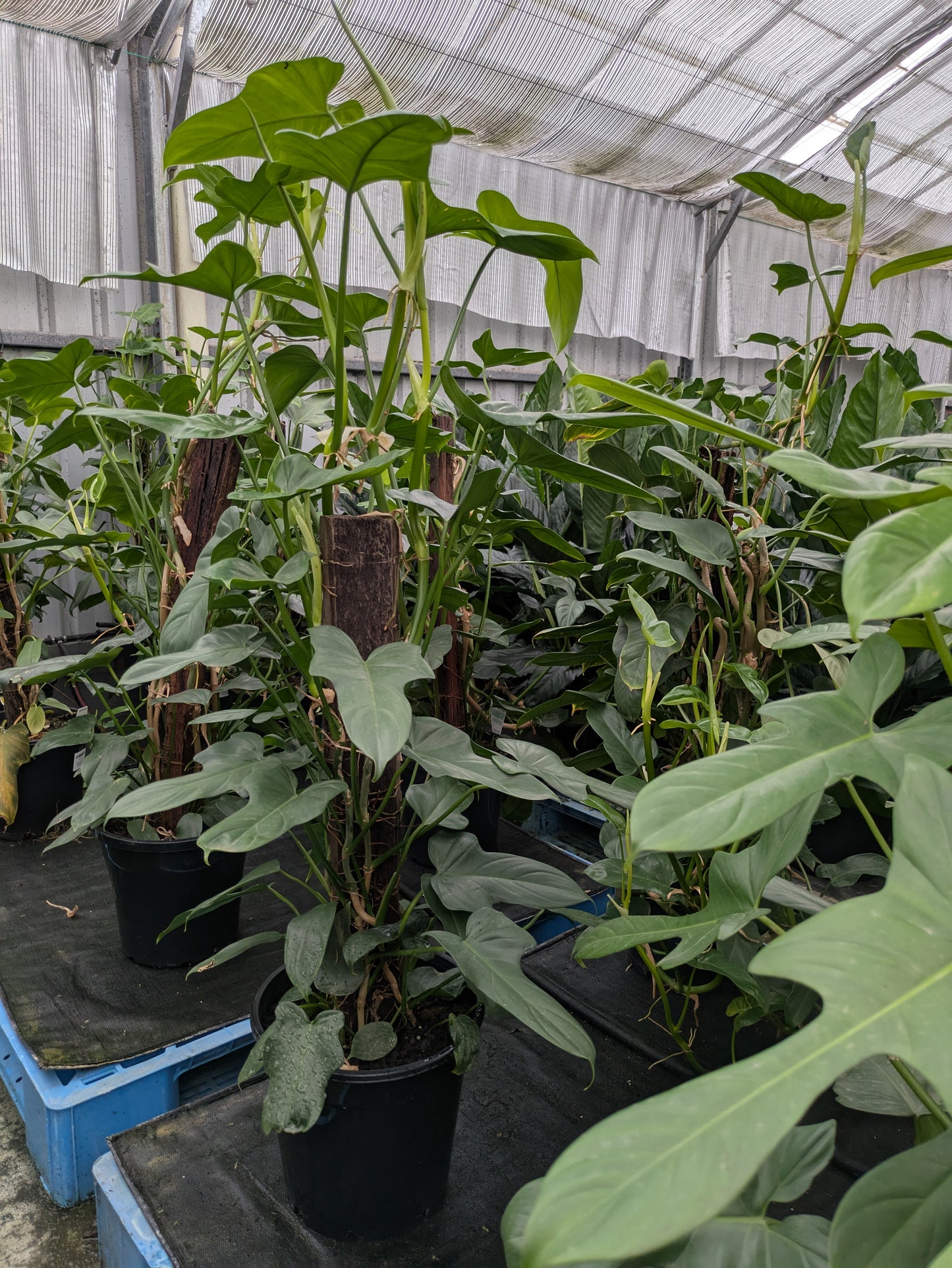 Philodendron panduriforme