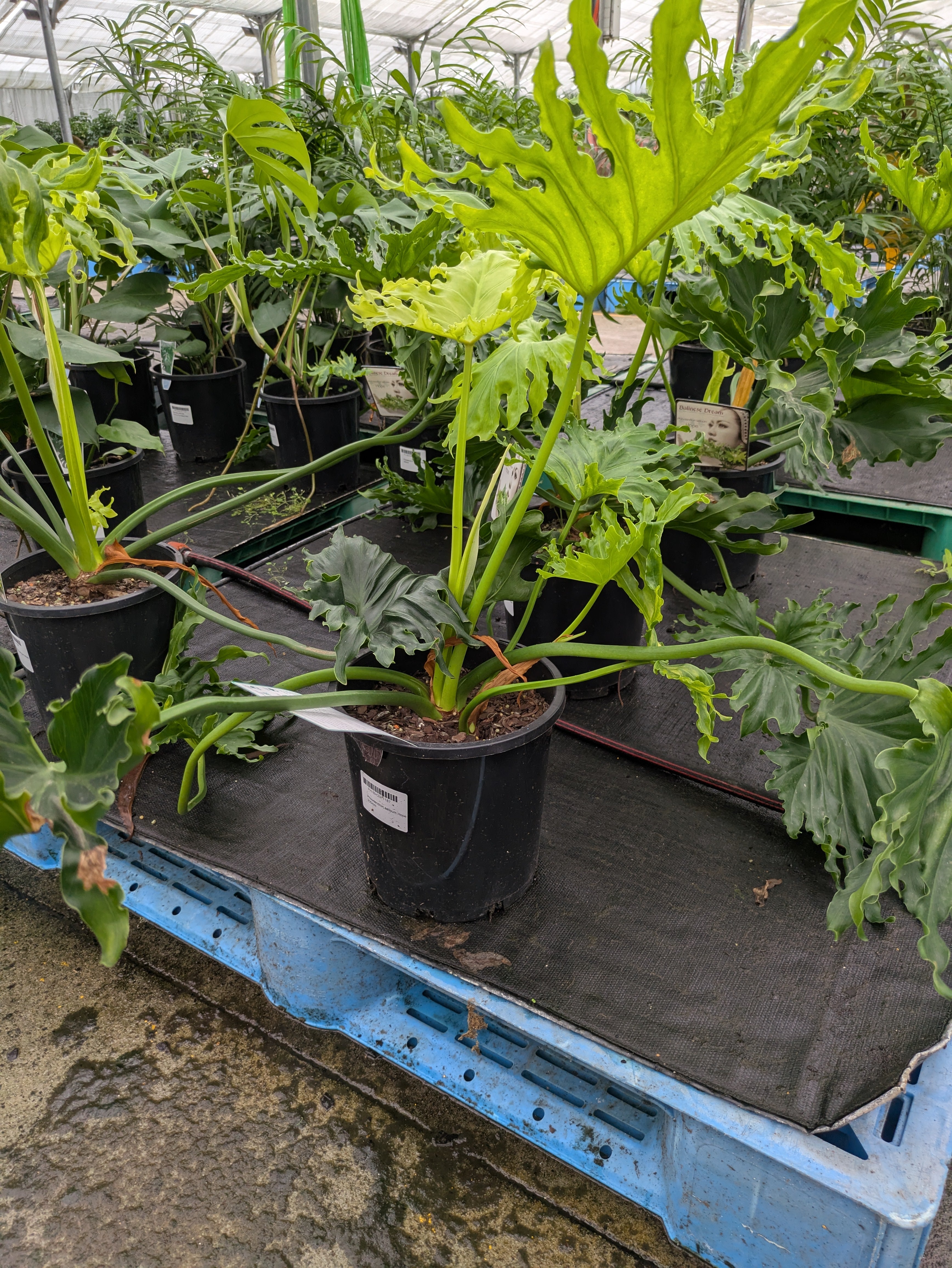 philodendron selloum toxic to dogs Philodendron selloum Hope – The Plant Broker