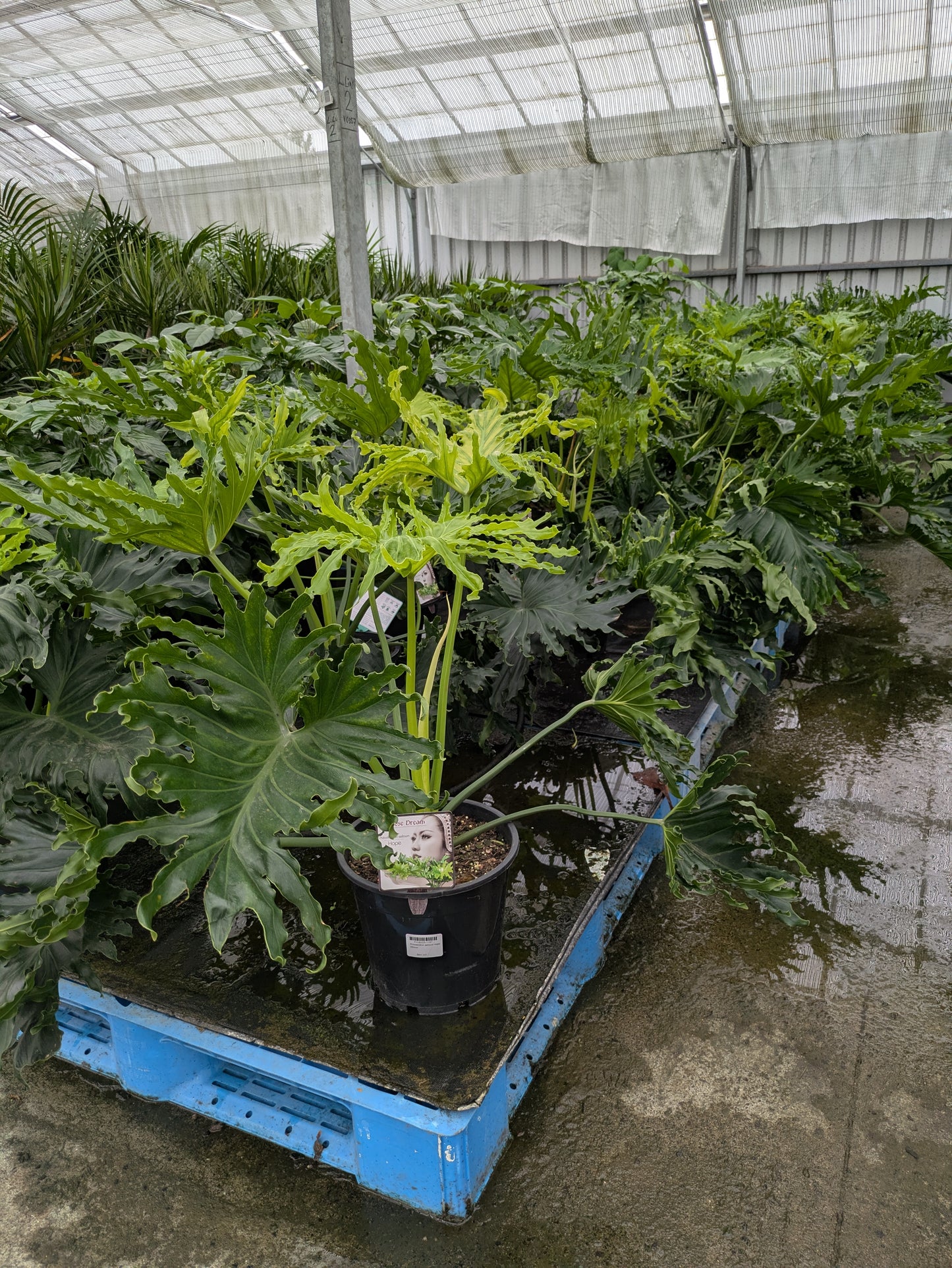Philodendron selloum Hope