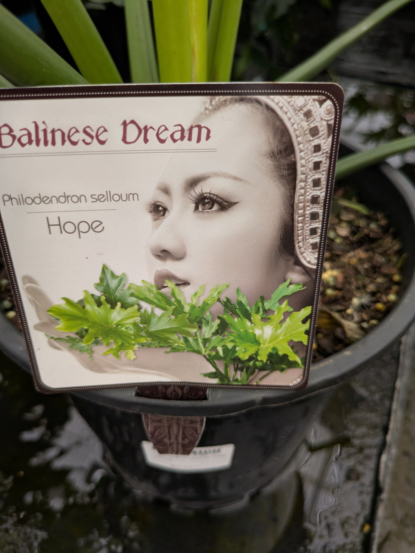 Philodendron selloum Hope