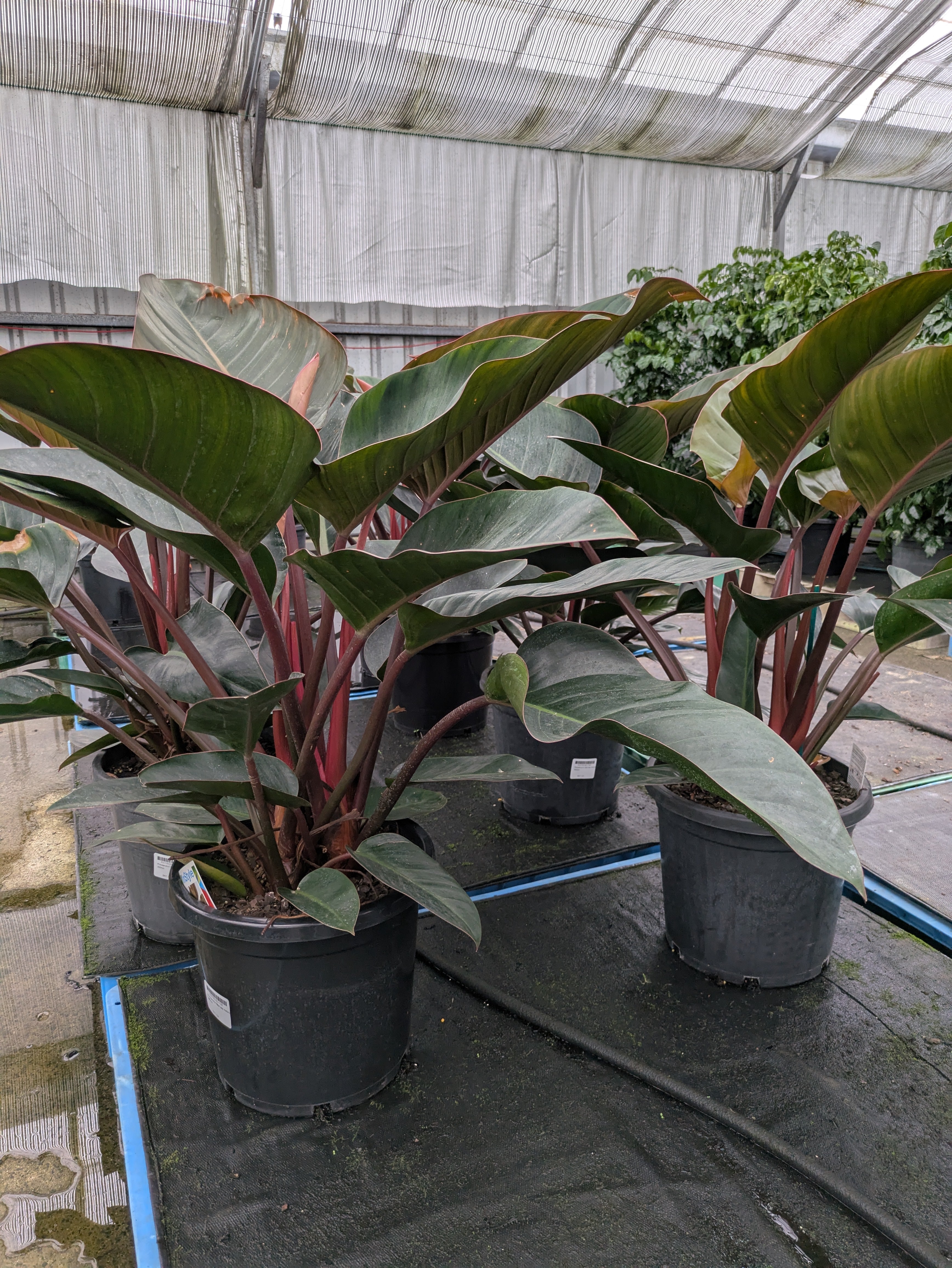 philodendron congo rojo cats Philodendron tatei Rojo Congo – The Plant Broker