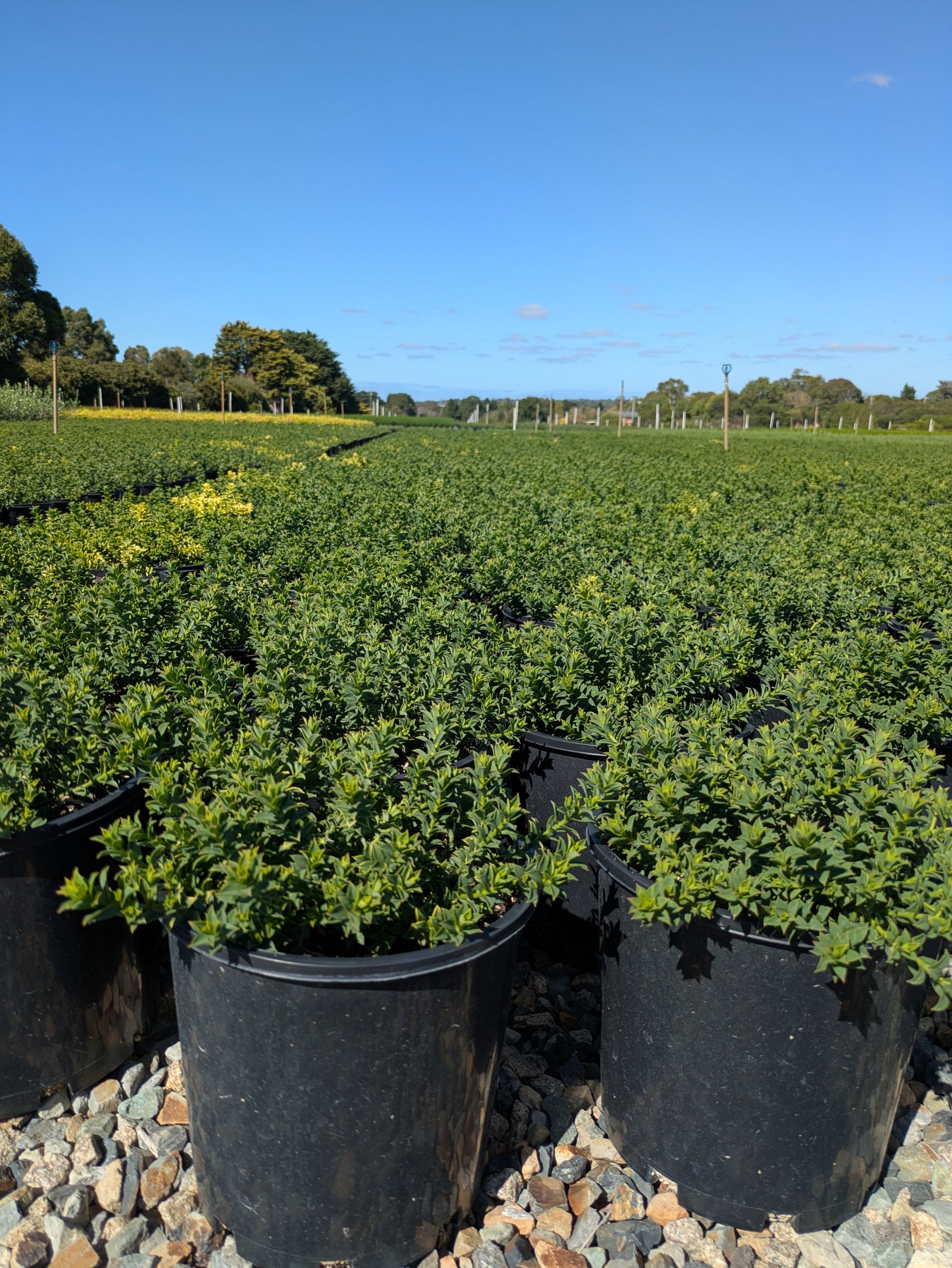 the plant broker