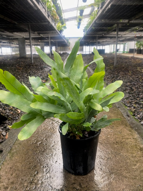 Phlebodium aureum