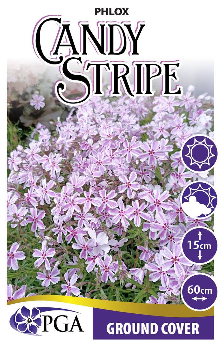 Phlox ‘Candy Stripe’