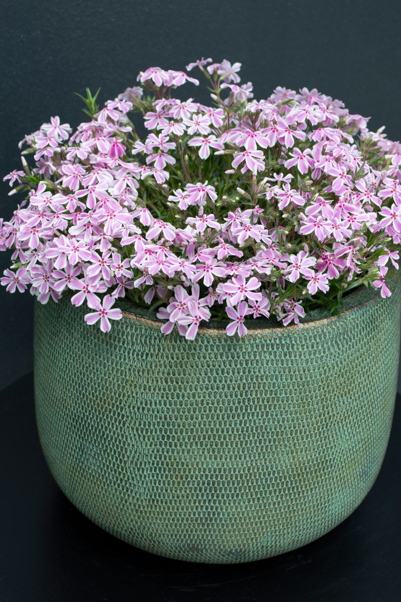 the plant broker