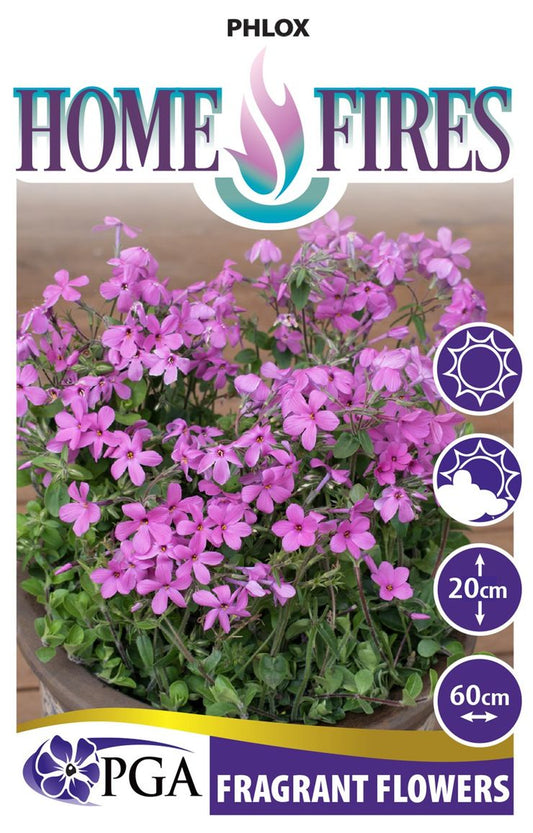 Phlox ‘Home Fires’
