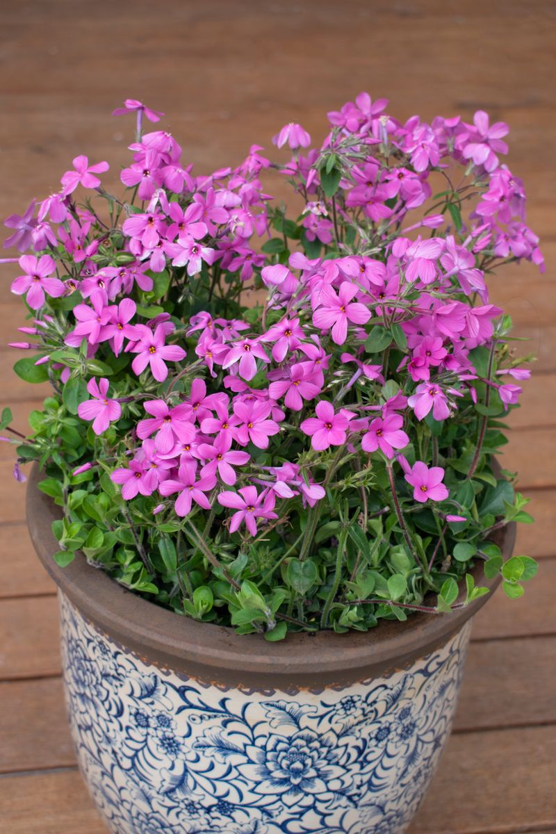 the plant broker