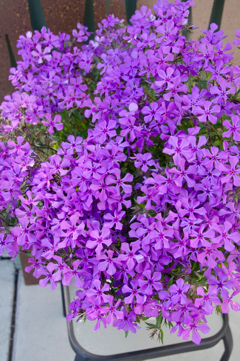 Phlox ‘Jagger’