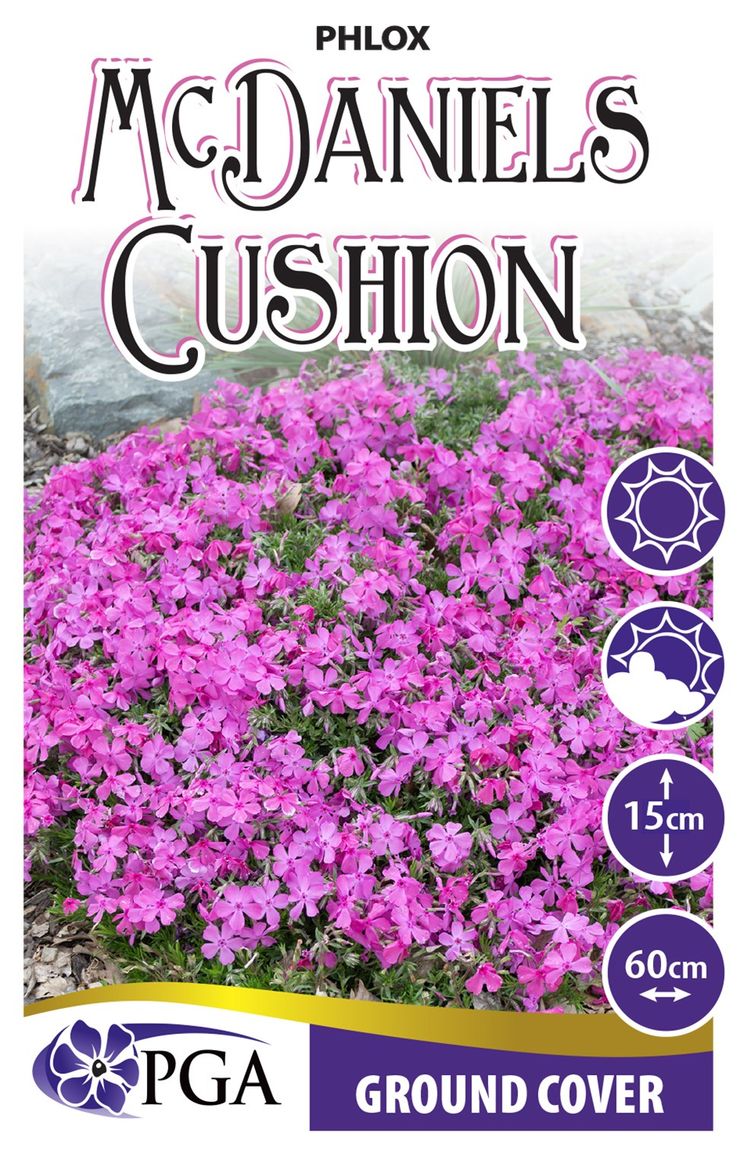 Phlox ‘McDaniels Cushion’
