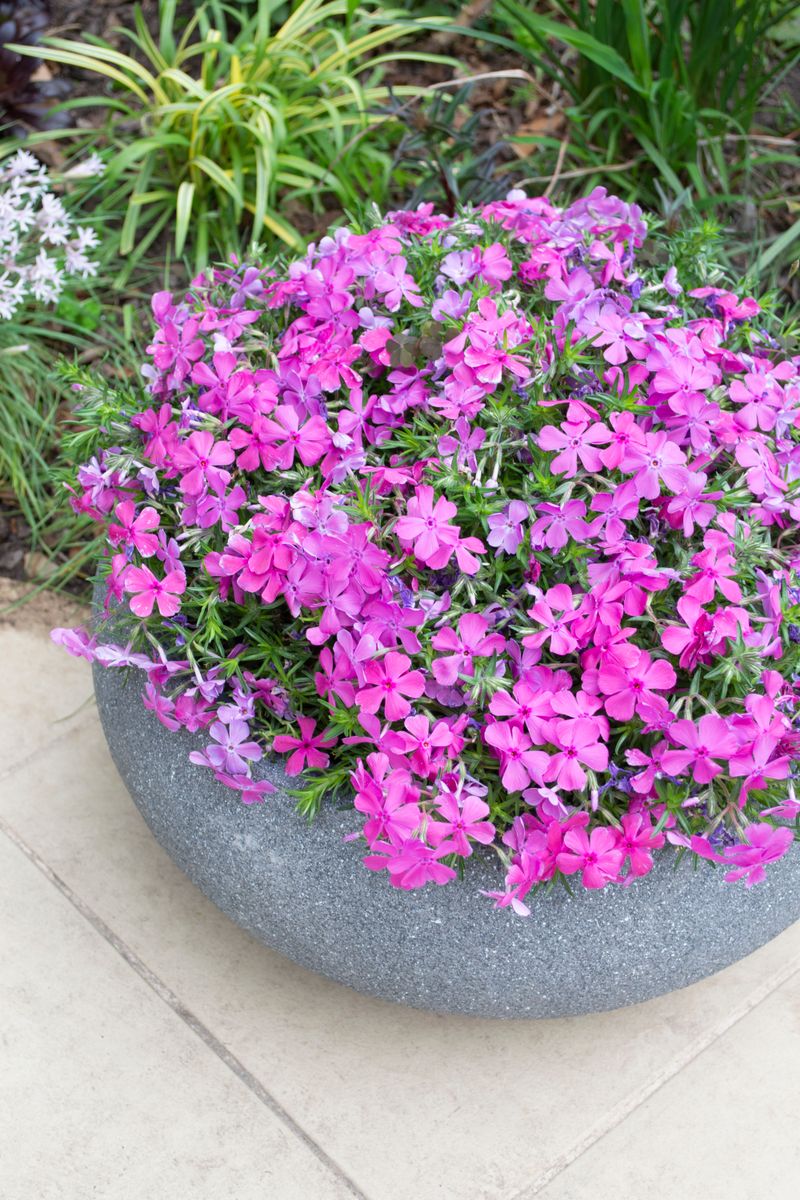 Phlox ‘McDaniels Cushion’