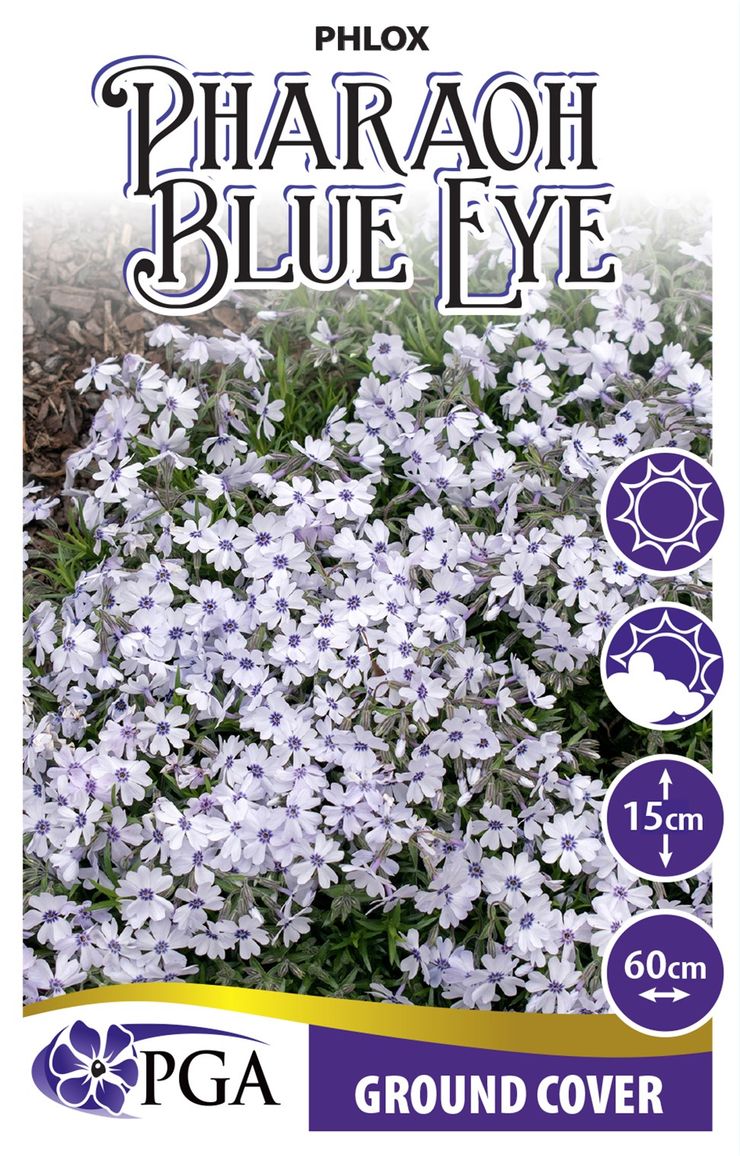 Phlox ‘Pharaoh Blue Eye’