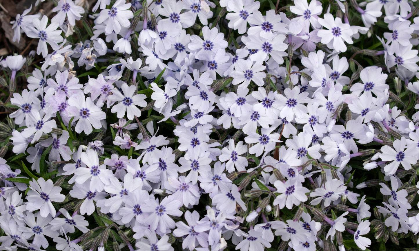 Phlox ‘Pharaoh Blue Eye’