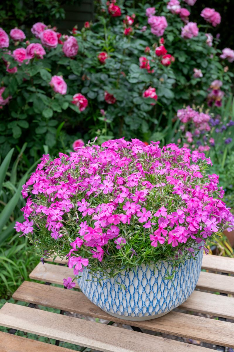 Phlox ‘Pink Cushion’