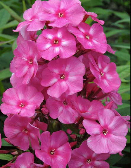 Phlox subulata Bubble Gum