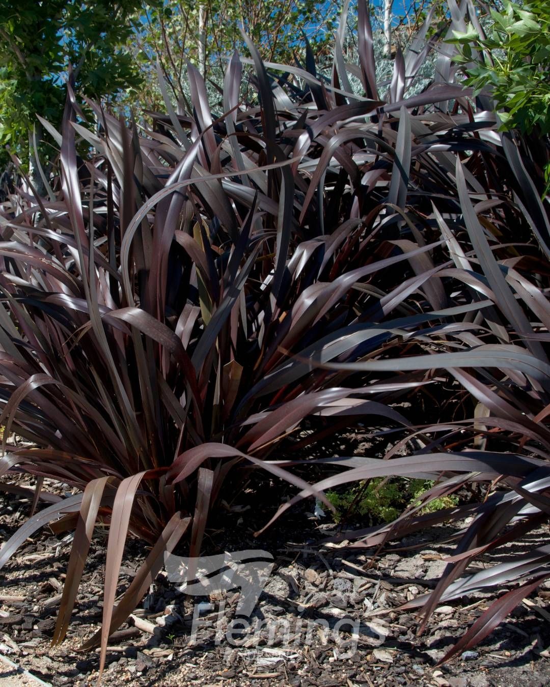 Phormium tenax All Black