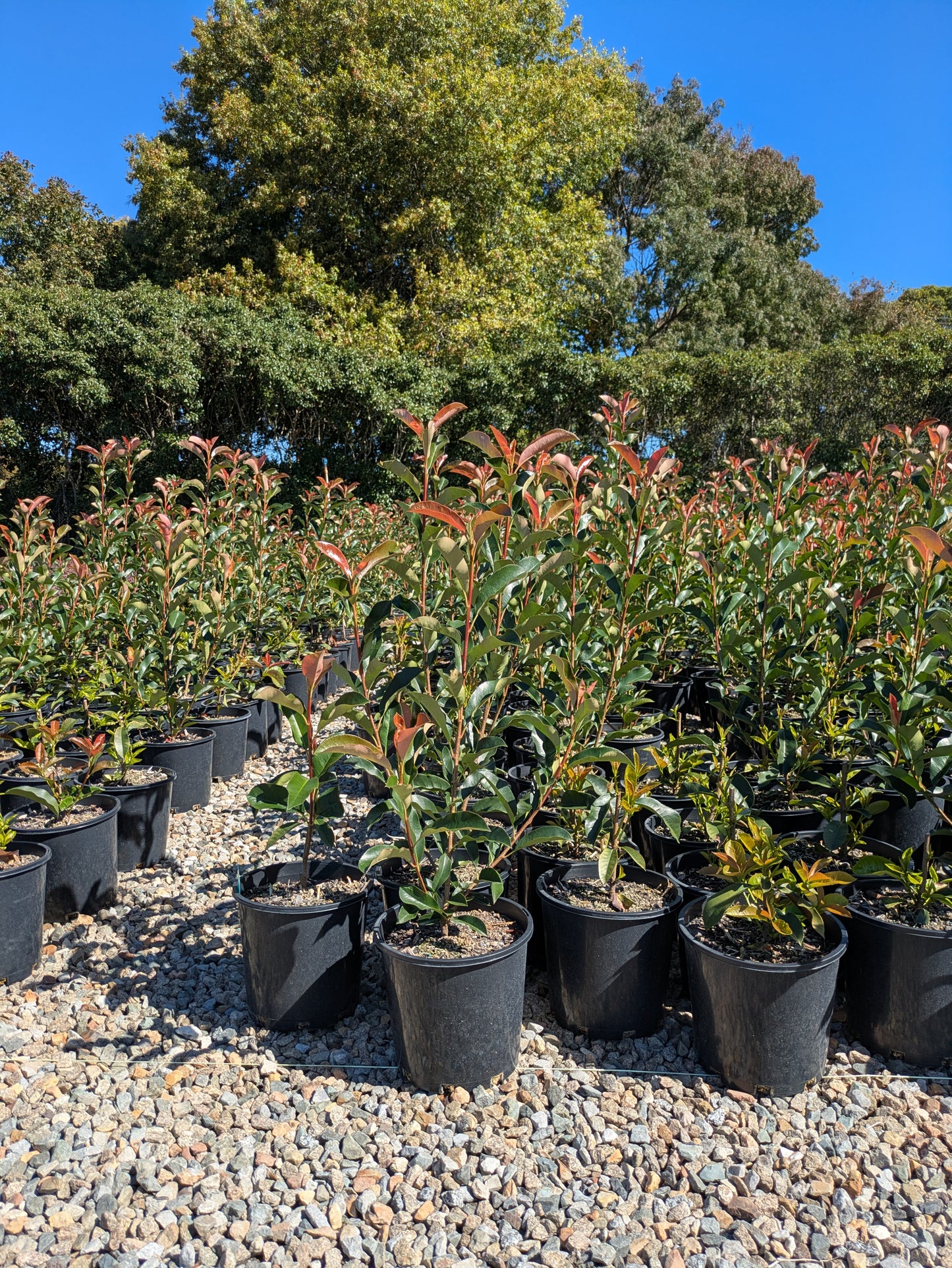 Photinia robusta
