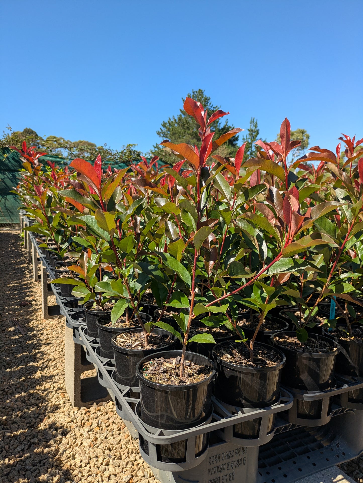 Photinia fraserii Red Robin