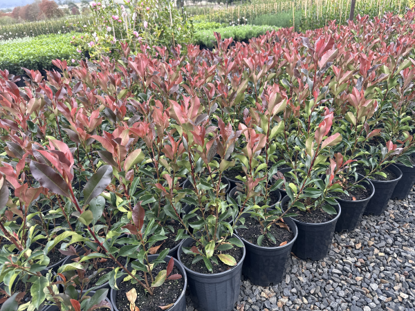 Photinia glabra Super Red