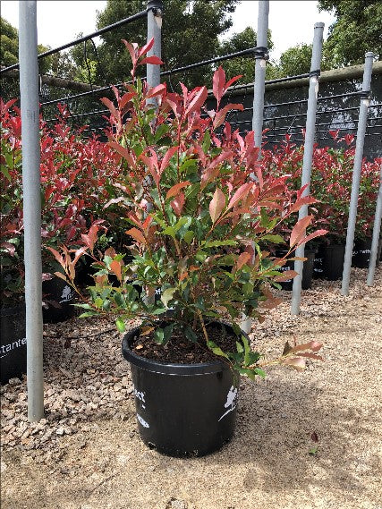Photinia glabra Super Red