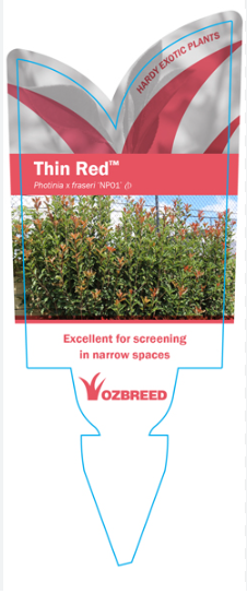 Photinia x fraseri (NP01)  Thin Redâ„¢