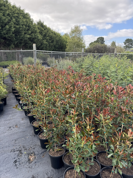 the plant broker