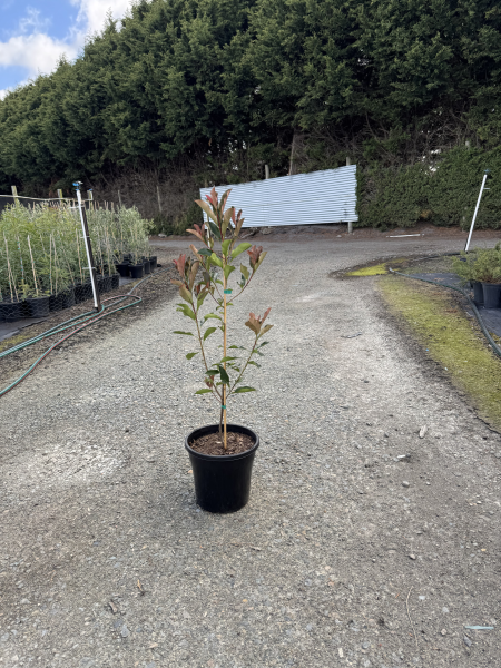 the plant broker