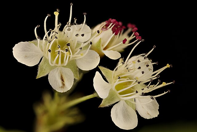 Physocarpus opulifolius Green