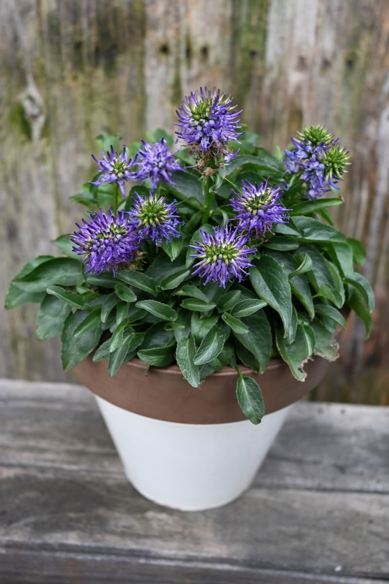 the plant broker