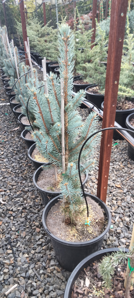 Picea pungens Iseli Fastigiate