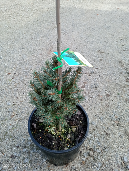 Picea pungens Kaibab