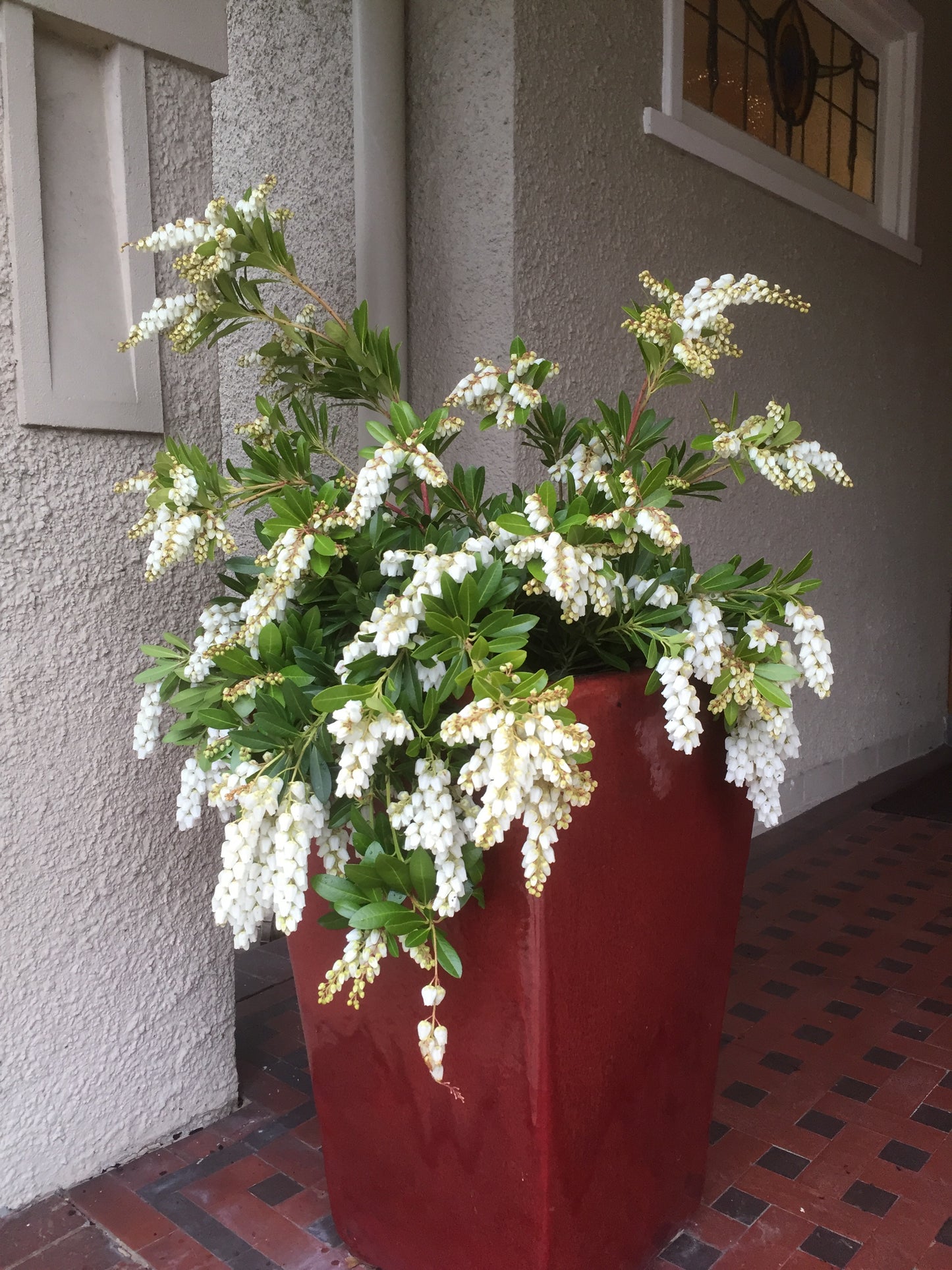 Pieris japonica 'Temple Bells'