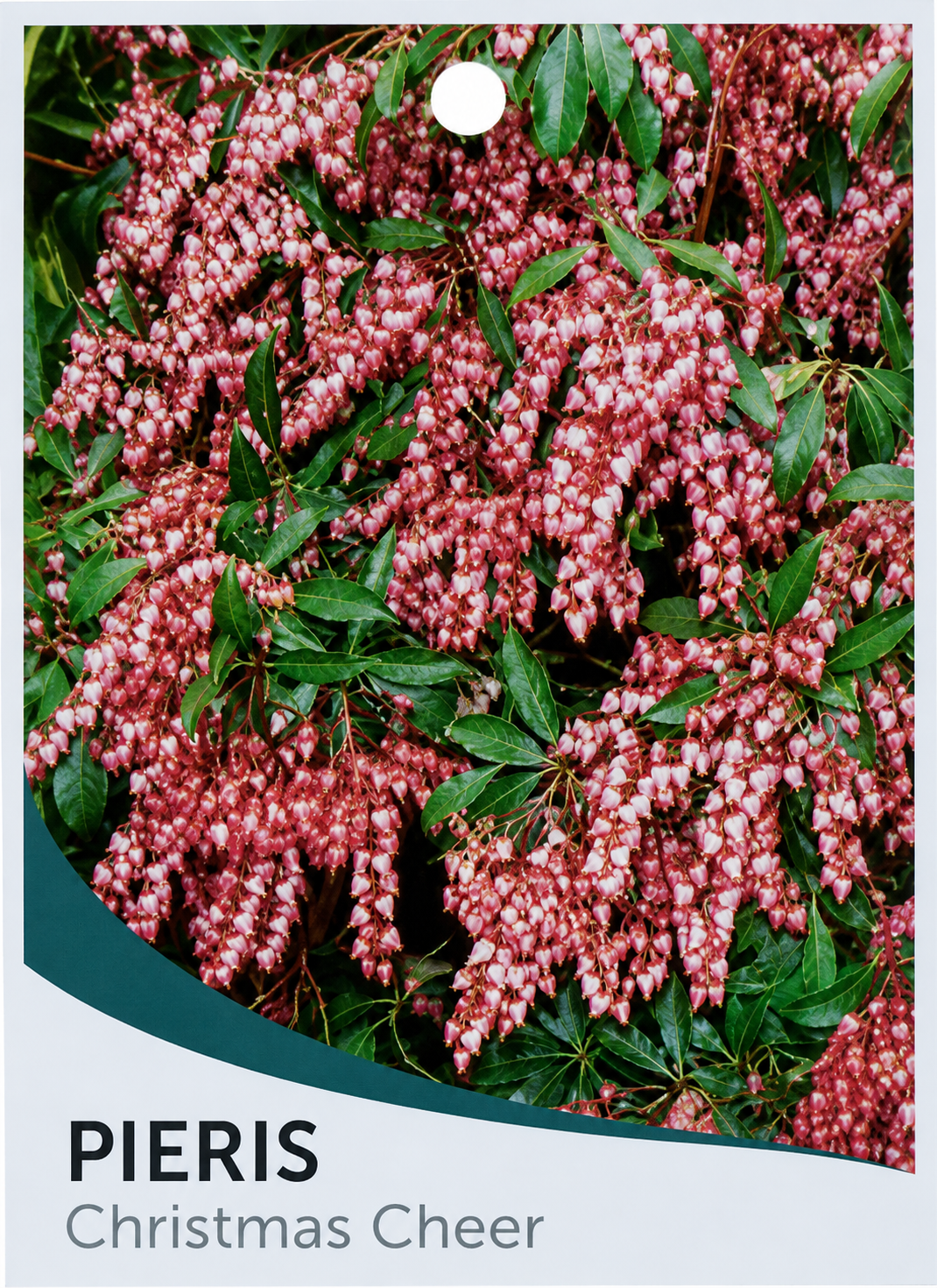 Pieris japonica Christmas Cheer