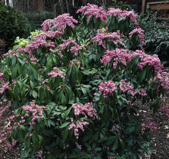 Pieris japonica 'Katsura'