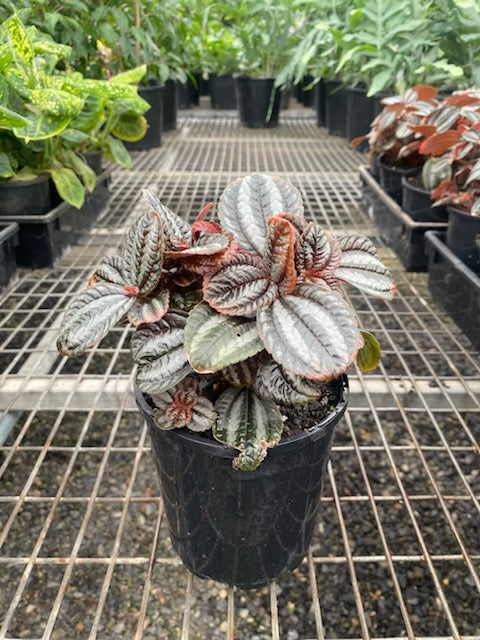 Pilea involucrata