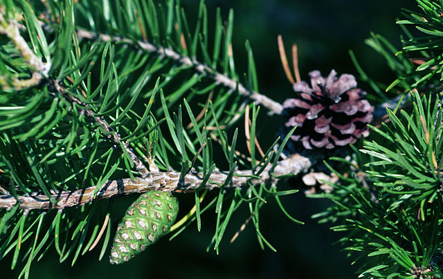 Pinus banksiana